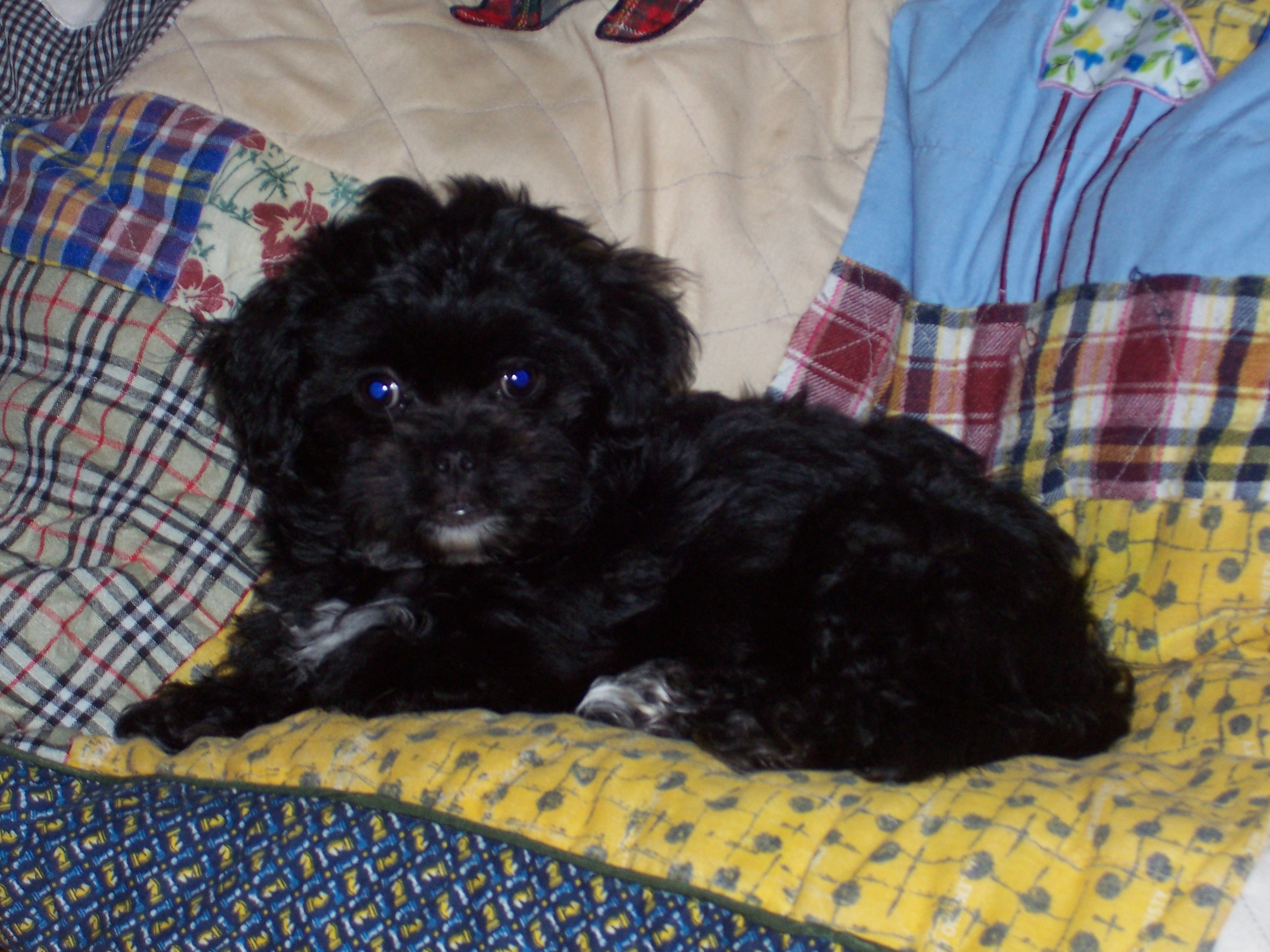 molly